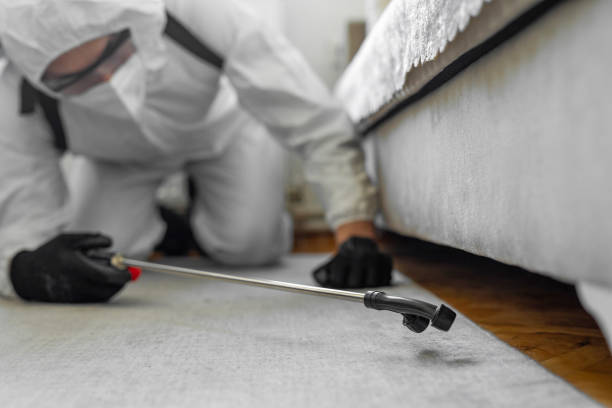 Professional Bed Bug Control technician working in Westfield, MA