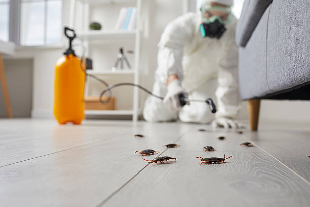 Trusted Cockroach Control service in Westfield, MA - Nex Pest Control